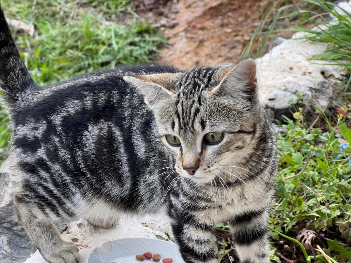 Fincasol San Sebastián de la Gomera エクステリア 写真